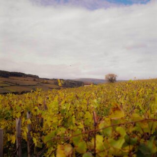 Encore quelques photos prises dans les vignes à Pommard durant le mois d’octobre. 

📸 Rolleiflex 
🎞️ Kodak Gold 200

• Balade - Bourgogne - Nature •
#beaune #bourgogne #labourgogne #mybourgogne #bourgognefranchecomté #bourgognefranchecomtetourisme #sortezchezvous #france #beaunetourisme #beaunefrance #france🇫🇷 #visitfrance #explorefrance #dijonnais #dijon #photo #photographer #rolleiflex #kodak #kodakgold200 #lacotedorjadore #cotedor #côtedor #bourgognewine #welovebourgogne #igersbourgogne #lepetitjoufflu #travel #travelgram #photographer #autumn