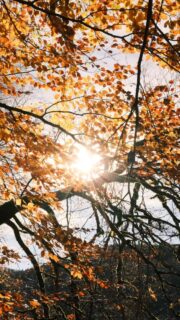 Profiter du calme du lieu. Se ressourcer. Recharger les batteries. 🫶🍂

• Paysage - Nature - Jura • 
#travel #explorefrance #dijonnais #bourgognefranchecomtetourisme #france #travelgram #jura #montagnesdujura #juratourisme #franchecomte #franchecomtetourisme #vouglans #lacdevouglans #bonlieu #lacdebonlieu #cascadesduhérisson #autumn #autumnvibes🍁 #nature #bourgognefranchecomte #automne #automne🍂 #photographie #balades #france🇫🇷