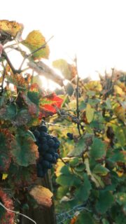 Cette saison, où les feuilles et notamment celles des vignes passent du vert au orange, parfois même au rouge vif! 
Cela, pourrait presque faire penser aux grappes de raisins, qui plus tôt dans l’année, passaient elles aussi du vert au rouge. 🥰

• Balade - Bourgogne - Photographie •
#photo #photography #photographer #labourgogne #fierdemonfuji #filmphotography #film #beaunetourisme #fujifilm #fuji #fujifilmxm5 #fujifilmfrance #lacotedorjadore #france #france🇫🇷 #dijon #dijonnais #dijontourisme #beaune #bourgognefranchecomte #bourgognefranchecomté #bourgognefranchecomte_tourisme #mybourgogne #cotedor #gevreychambertin