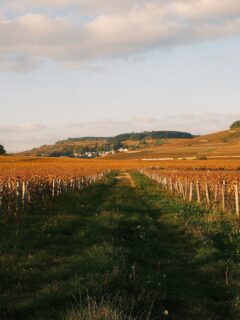 Heure dorée sur la côte dorée. 💛

• Balade - Bourgogne - Nature •
#beaune #bourgogne #labourgogne #mybourgogne #bourgognefranchecomté #bourgognefranchecomtetourisme #sortezchezvous #france #beaunetourisme #beaunefrance #france🇫🇷 #visitfrance #explorefrance #dijonnais #dijon #photo #photographer #fuji #fujifilm #fierdemonfuji #lacotedorjadore #cotedor #côtedor #bourgognewine #welovebourgogne #igersbourgogne #lepetitjoufflu #travel #travelgram #photographer #autumn