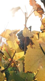 🍇 Du 17 au 19 Octobre, la Route des Grands Crus de Bourgogne a vibré au rythme de Vignobles en Scène!

J’ai eu l’occasion de participer à trois expériences durant cet événement d’ampleur en Côte-d’Or !

🎭 Tout d’abord, le vendredi à Beaune, pour un « Wine Woman Show » à l’Athenaeum, organisé par @beaunetourisme . Une expérience de dégustation totalement inédite, mêlant théâtre, poésie, musique et humour!

🍷 Le dimanche, c’est au @lecellierdelacabiote que nous avons commencé la journée, dans leur magnifique cave voûtée, afin de déguster quelques grands vins de Bourgogne. Un moment parfait pour les passionnés de terroirs et de partage.

🍸 La journée s’est poursuivie en nous rendant au @le_cassissium , pour une Expérience Cocktails!
Nous avons appris à réaliser le Clover Club, mais revisité avec du Supercassis!
(Et si vous êtes sages, je vous partagerai peut-être la recette!)

Vous aussi vous avez participé à Vignobles en Scène ? 😍 »

@gevreynuitstourisme @destinationdijon @la_cote_dor_jadore @climatsunesco @routedesgrandscrusdebourgogne 

*invitation 
• Bourgogne - Côte-d’Or - Vin •
#vignoblesenscène #france #dijon #beaune #beaunetourisme #dijontourisme #gevreychambertin #nuitssaintgeorges #lacotedorjadore #mybourgogne #labourgogne #bourgogne #cotedor #routedesgrandscrus #côtedor #explorefrance #bourgognefranchecomte #bourgognewine #cotedortourisme