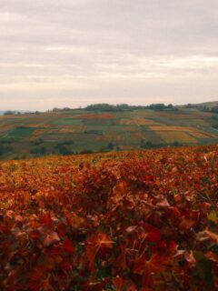 Soudain, dans le marasme du ciel gris, la Bourgogne se transforme en une mosaïque de couleurs chatoyantes. 
Un véritable camaïeu de rouge, jaune et orange se dévoile sous nos yeux. 
En automne, encore plus, on se rend compte que chaque parcelle, chaque climat, est unique. 

• Balade - Bourgogne - Nature •
#beaune #bourgogne #labourgogne #mybourgogne #bourgognefranchecomté #bourgognefranchecomtetourisme #sortezchezvous #france #beaunetourisme #beaunefrance #france🇫🇷 #visitfrance #explorefrance #dijonnais #dijon #photo #photographer #fuji #fujifilm #fierdemonfuji #lacotedorjadore #cotedor #côtedor #bourgognewine #welovebourgogne #igersbourgogne #lepetitjoufflu #travel #travelgram #photographer #autumn