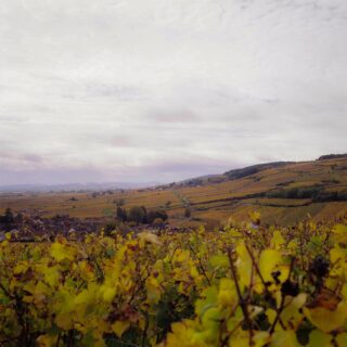 Quand j’embarque un appareil photo argentique dans les vignes et dans le jardin du Château de Pommard… Voici le résultat. 

📸 Rolleiflex 
🎞️ Kodak Gold 200

• Balade - Bourgogne - Nature •
#beaune #bourgogne #labourgogne #mybourgogne #bourgognefranchecomté #bourgognefranchecomtetourisme #sortezchezvous #france #beaunetourisme #beaunefrance #france🇫🇷 #visitfrance #explorefrance #dijonnais #dijon #photo #photographer #rolleiflex #kodak #kodakgold200 #lacotedorjadore #cotedor #côtedor #bourgognewine #welovebourgogne #igersbourgogne #lepetitjoufflu #travel #travelgram #photographer #autumn
