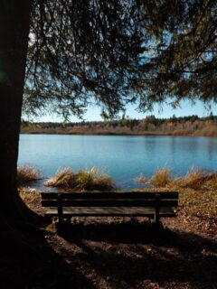 🍂 Le Lac de Bonlieu est un de mes lacs préféré à voir dans le Jura. 
Ici, le dépaysement est total. Il règne une ambiance unique, apaisante et silencieuse. Au Lac de Bonlieu, le calme est absolu, au point qu’on ne voudrait pour rien au monde briser le silence de ce lieu. 

• Paysage - Nature - Jura • 
#travel #explorefrance #dijonnais #bourgognefranchecomtetourisme #france #travelgram #jura #montagnesdujura #juratourisme #franchecomte #franchecomtetourisme #vouglans #lacdevouglans #bonlieu #lacdebonlieu #cascadesduhérisson #autumn #autumnvibes🍁 #nature #bourgognefranchecomte #automne #automne🍂 #photographie #balades #france🇫🇷