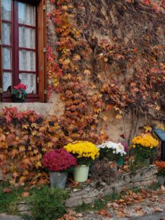 Le thème du jour: des fleurs. 💐

• Bourgogne - Tourisme - Patrimoine •
#travel #explorefrance #bourgognefranchecomtetourisme #dijonnais #dijonville #travelgram #france #travelblogger #bourgogne #france🇫🇷 #auxois #bourgognefranchecomté #bourgognetourisme #mybourgogne #labourgogne #lacotedorjadore #cotedor #côtedor #lautomnecestenbourgogne #dijonmustard #escapade #voyage #tourismefrance #tourismelocal #slowlifestyle #auxoismorvan #chateauneuf #plusbeauvillagedefrance